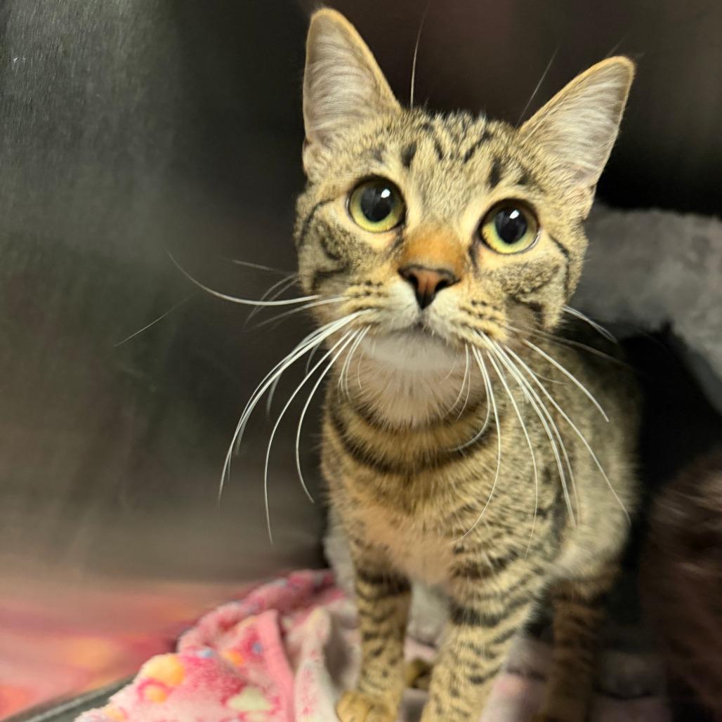Enlarge Juliet, a Adoptable Domestic Short Hair in Branson, MO image 4/4