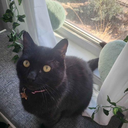Enlarge Wasabi, a Adoptable Domestic Short Hair in Toronto, ON image 1/6