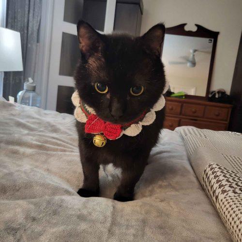 Enlarge Wasabi, a Adoptable Domestic Short Hair in Toronto, ON image 2/6