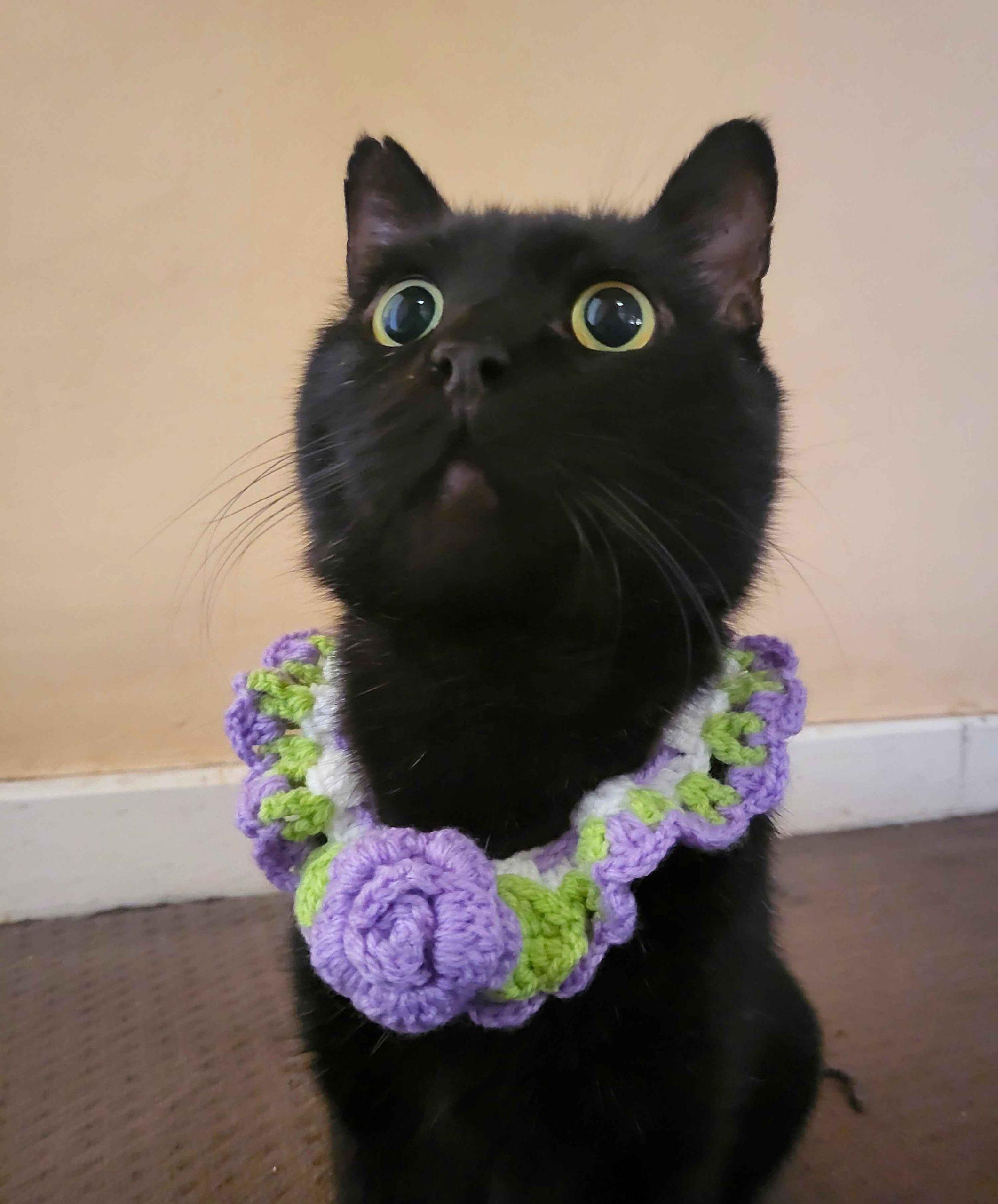 Enlarge Wasabi, a Adoptable Domestic Short Hair in Toronto, ON image 3/6