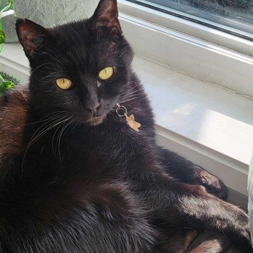 Enlarge Wasabi, a Adoptable Domestic Short Hair in Toronto, ON image 4/6