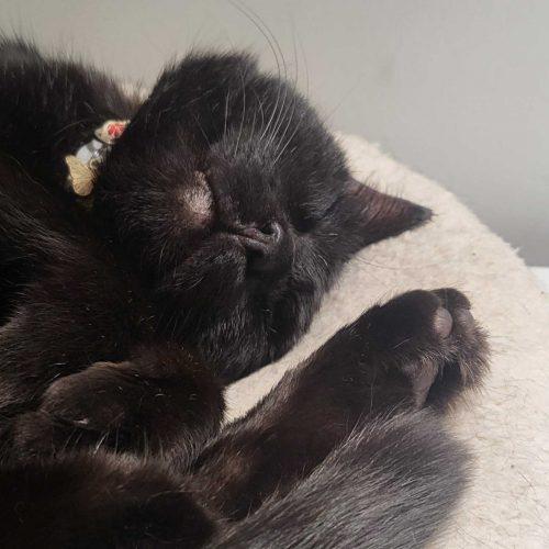 Enlarge Wasabi, a Adoptable Domestic Short Hair in Toronto, ON image 5/6