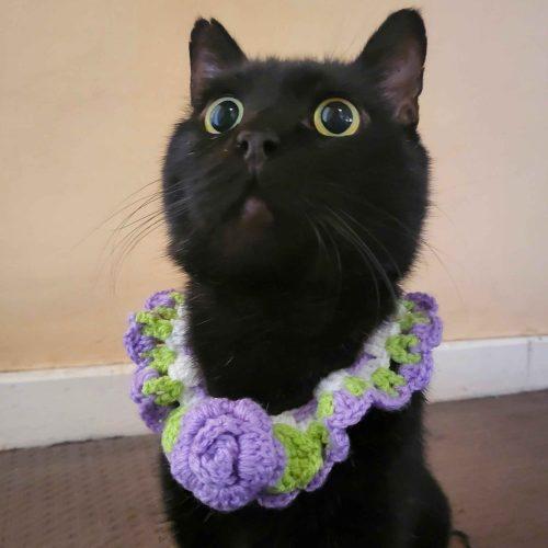 Enlarge Wasabi, a Adoptable Domestic Short Hair in Toronto, ON image 6/6