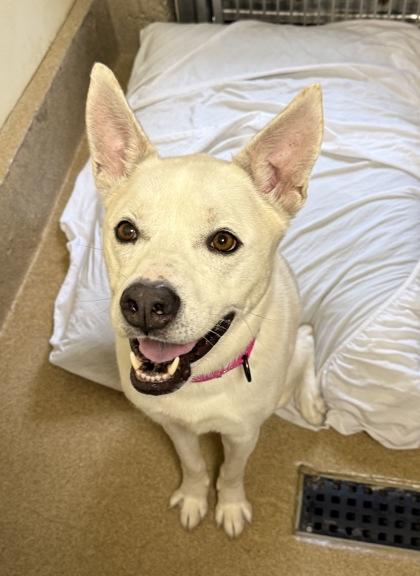 Suzie (FKA Cricket), Adoptable, Puppy Female Siberian Husky & Mixed Breed.
