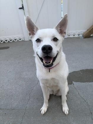 Enlarge Suzie, a Adoptable mixed breed in East Brookfield, MA image 2/3