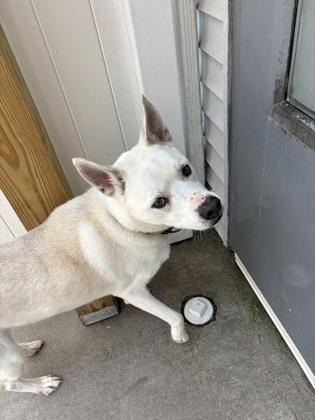 Enlarge Suzie (FKA Cricket), a Adoptable mixed breed in East Brookfield, MA image 2/3