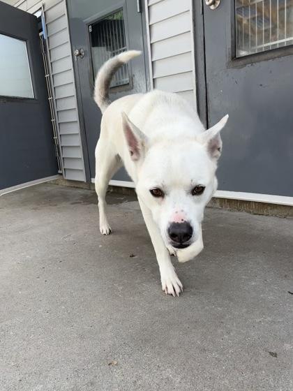 Enlarge Suzie (FKA Cricket), a Adoptable mixed breed in East Brookfield, MA image 3/3