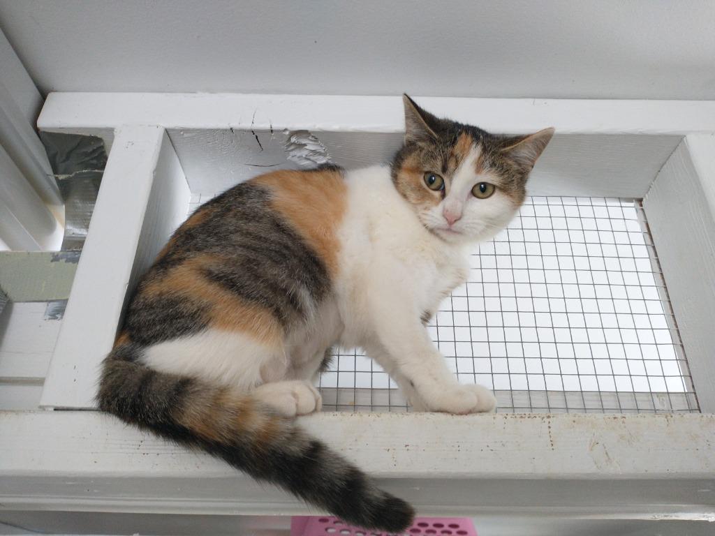 Enlarge Lucy, a Adoptable mixed breed in Saint James, MN image 1/4