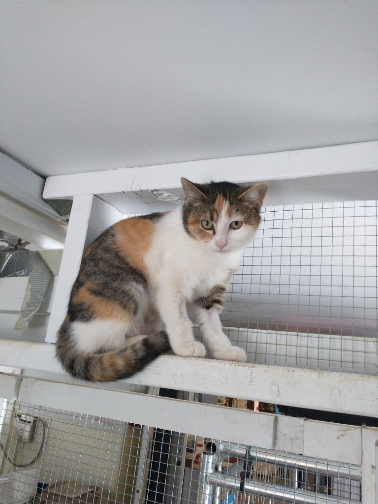 Lucy, Adoptable, Young Female Domestic Short Hair.