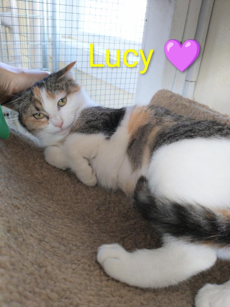 Enlarge Lucy, a Adoptable mixed breed in Saint James, MN image 2/4