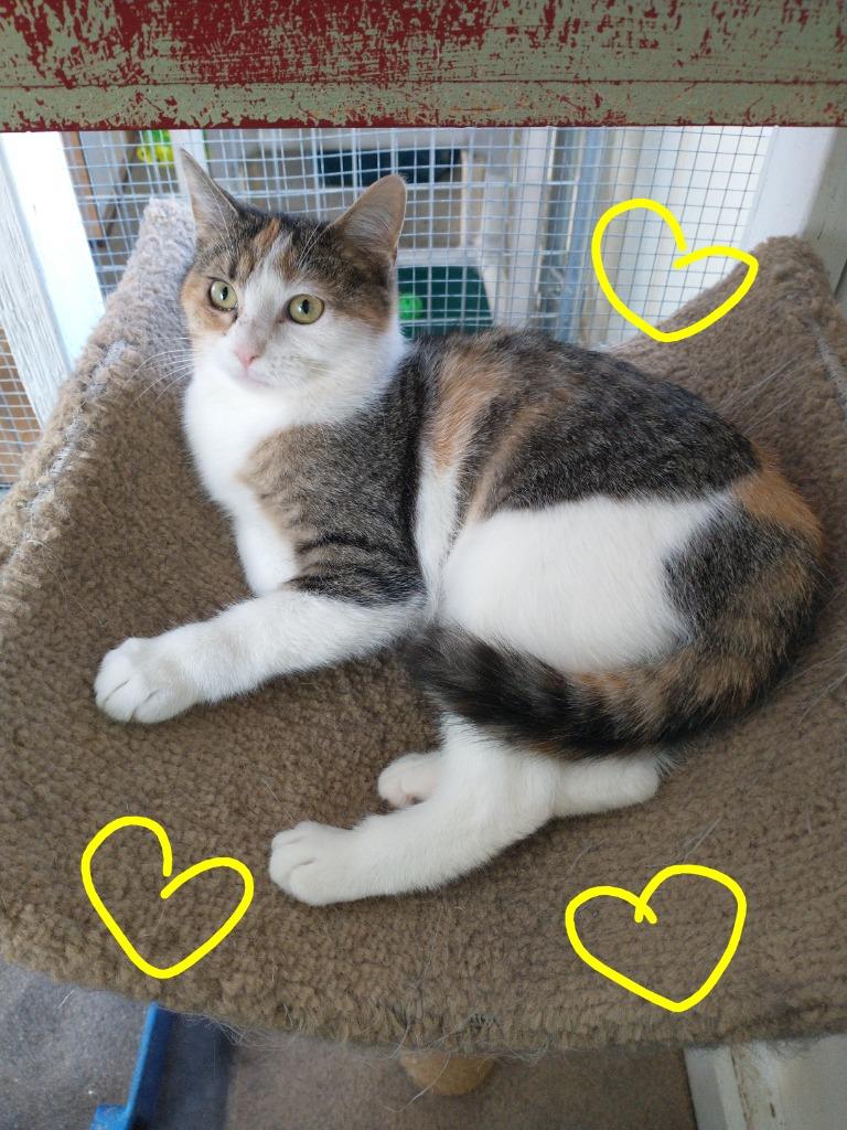 Enlarge Lucy, a Adoptable mixed breed in Saint James, MN image 3/4