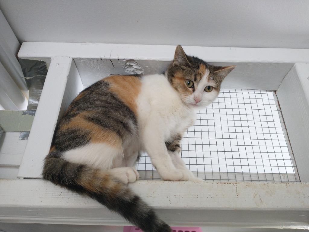 Enlarge Lucy, a Adoptable mixed breed in Saint James, MN image 3/3