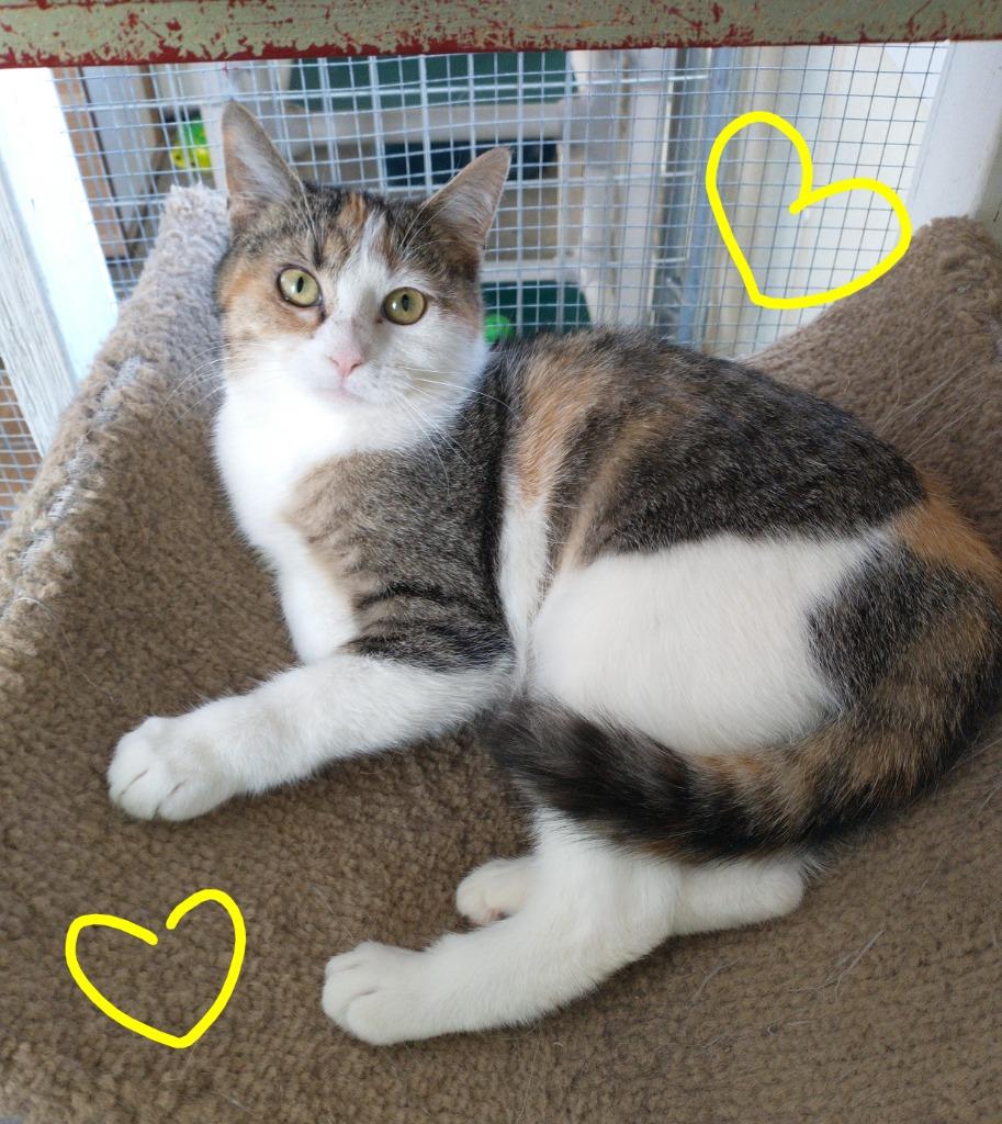 Enlarge Lucy, a Adoptable mixed breed in Saint James, MN image 4/4