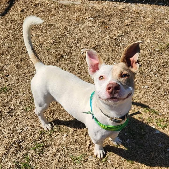 Kenzo, Adoptable, Adult Male Pit Bull Terrier.