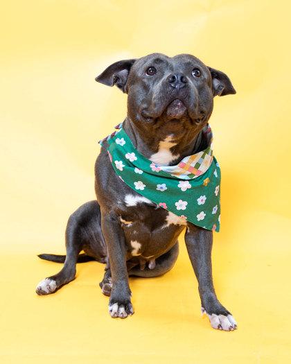 Butterball, Adoptable, Adult Female Mixed Breed & Mixed Breed.