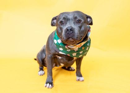 Enlarge Butterball, a Adoptable mixed breed in North Miami Beach, FL image 2/3