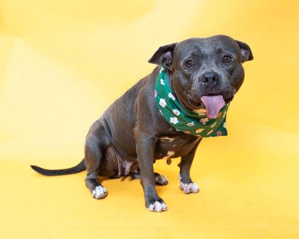 Enlarge Butterball, a Adoptable mixed breed in North Miami Beach, FL image 3/3
