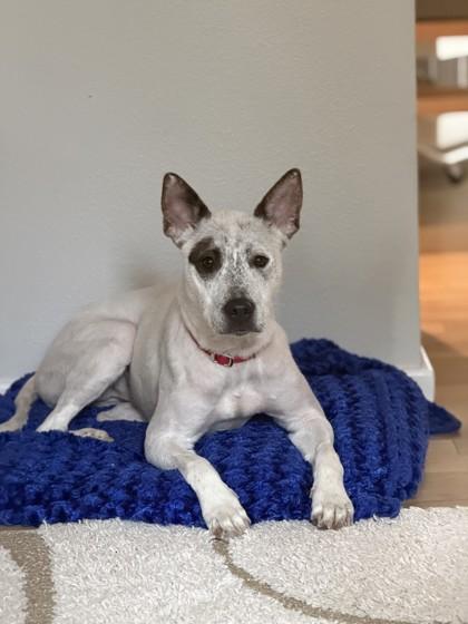 Moo, Adoptable, Young Female Cattle Dog & Mixed Breed.