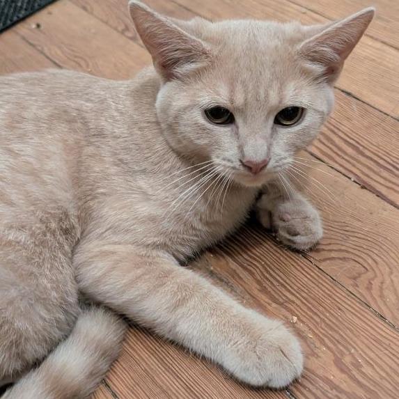 Jellybean (READ!), Adoptable, Kitten Male Domestic Short Hair.