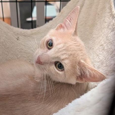 Enlarge Jellybean (READ!), a Adoptable Domestic Short Hair in Pikesville, MD image 2/6