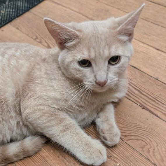 Enlarge Jellybean (READ!), a Adoptable Domestic Short Hair in Pikesville, MD image 3/6