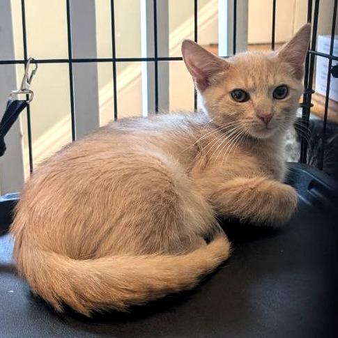 Enlarge Jellybean (READ!), a Adoptable Domestic Short Hair in Pikesville, MD image 4/6