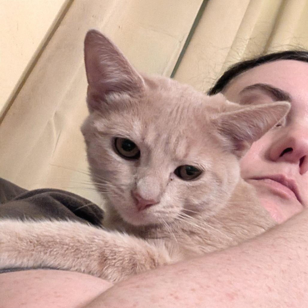 Enlarge Jellybean (READ!), a Adoptable Domestic Short Hair in Pikesville, MD image 5/6