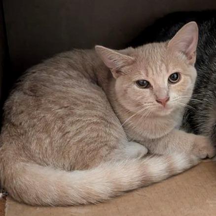 Enlarge Jellybean (READ!), a Adoptable Domestic Short Hair in Pikesville, MD image 6/6