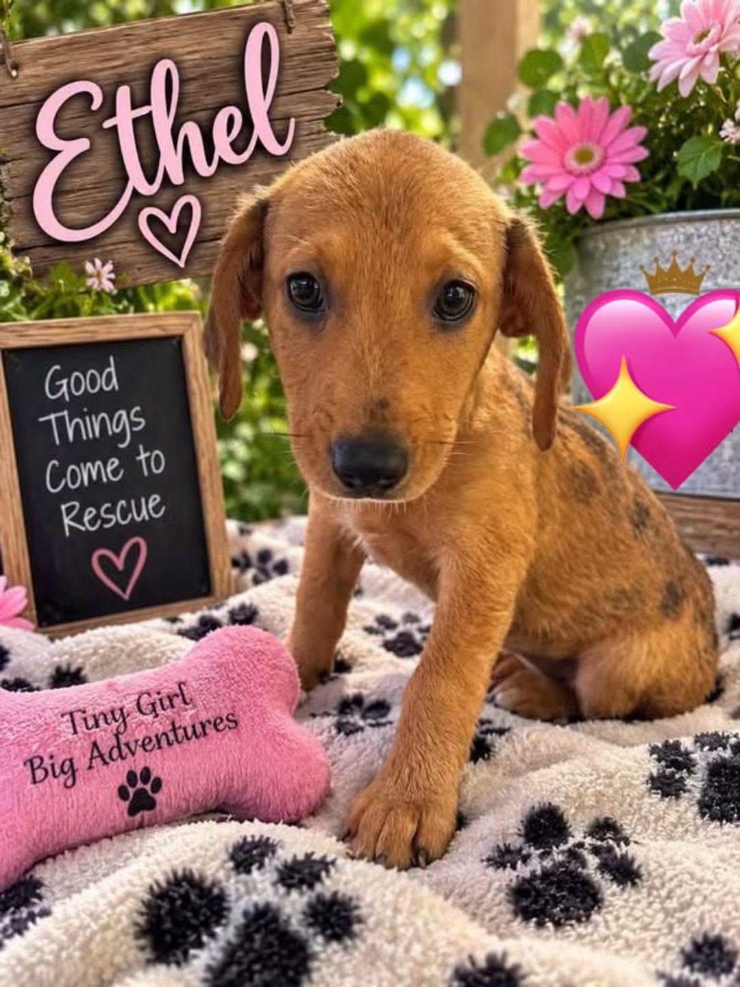 Enlarge Ethel, a Adoptable Catahoula Leopard Dog in New London, WI image 1/2