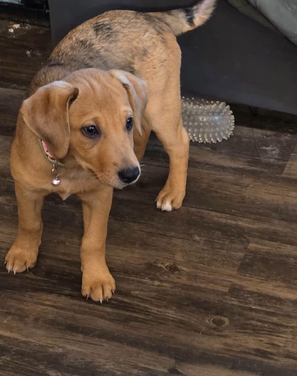 Enlarge Ethel, a Adoptable Catahoula Leopard Dog in New London, WI image 2/2
