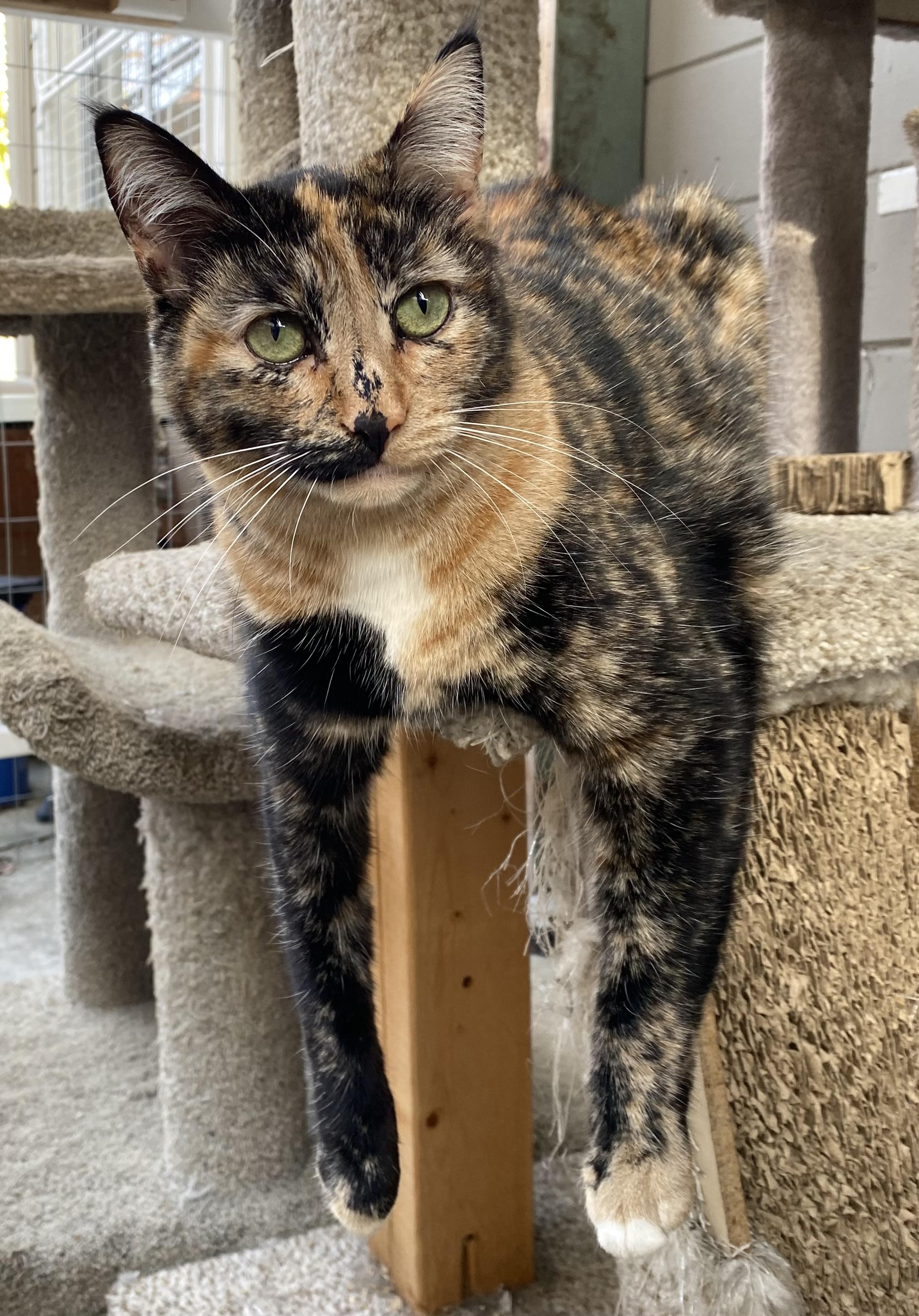 Munchkin "Munchie", a Adoptable American Shorthair in South San Francisco, CA image 6/6