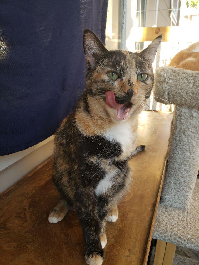 Munchkin "Munchie", Adoptable, Young Female American Shorthair.