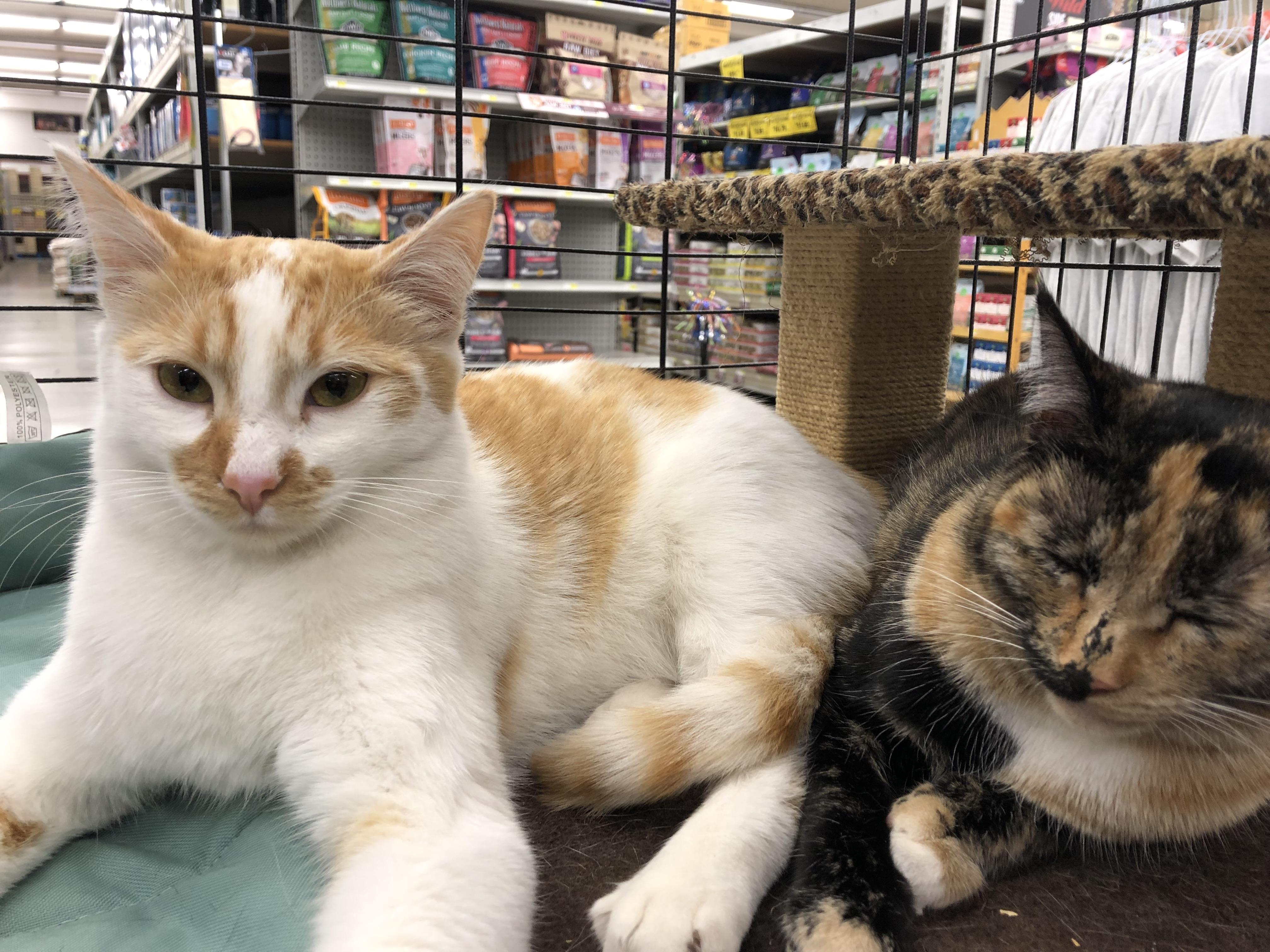Enlarge Munchkin "Munchie", a Adoptable American Shorthair in South San Francisco, CA image 6/6
