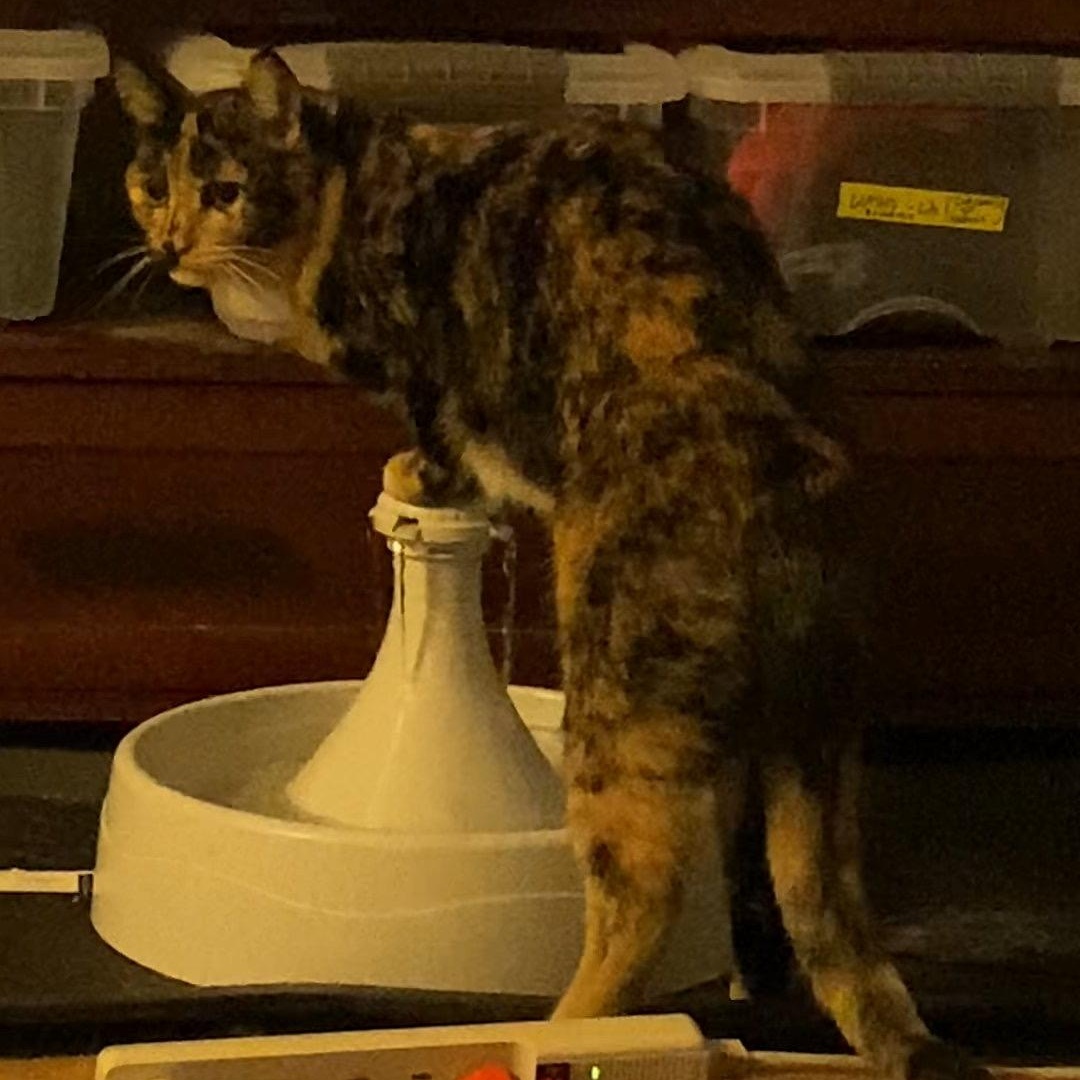 Enlarge Munchkin "Munchie", a Adoptable American Shorthair in South San Francisco, CA image 3/6