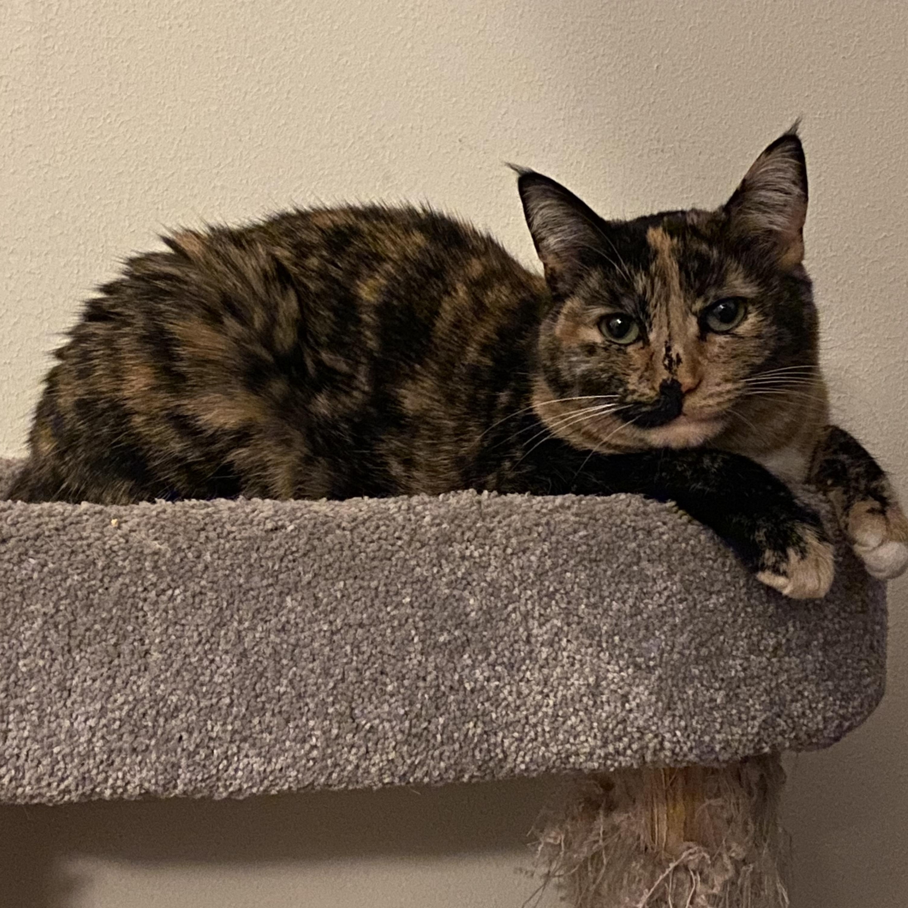 Munchkin "Munchie", a Adoptable American Shorthair in South San Francisco, CA image 4/6