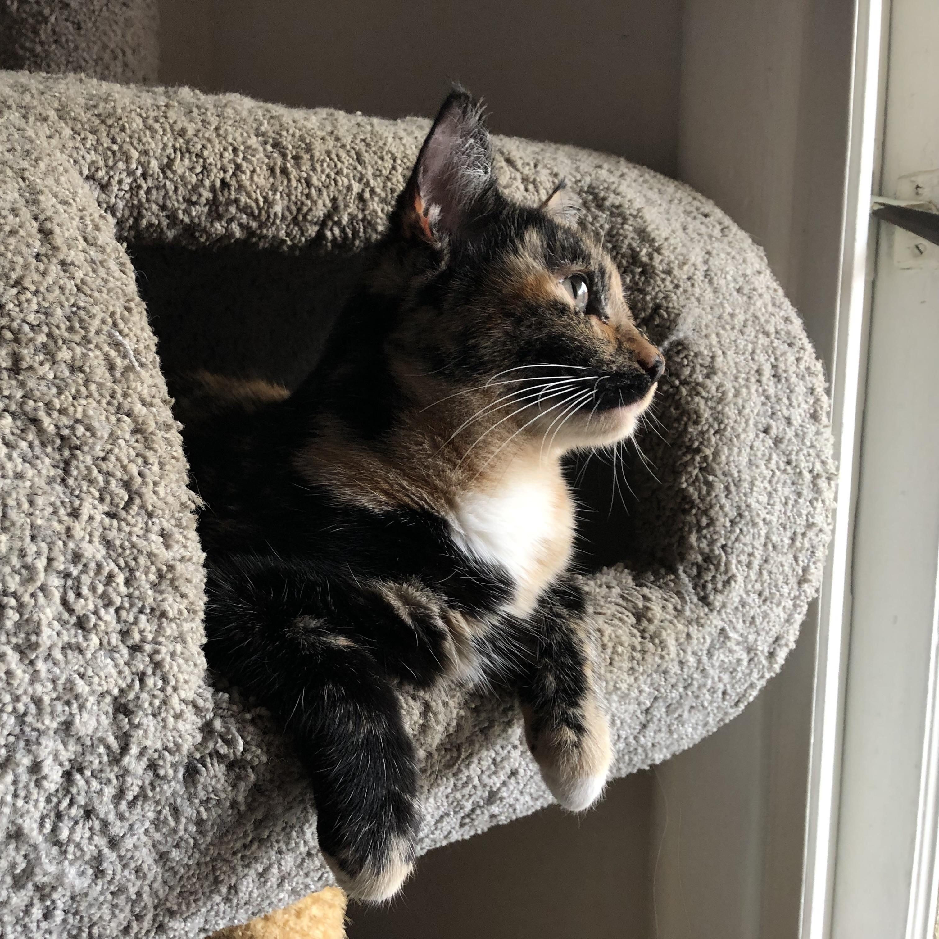 Enlarge Munchkin "Munchie", a Adoptable American Shorthair in South San Francisco, CA image 4/6