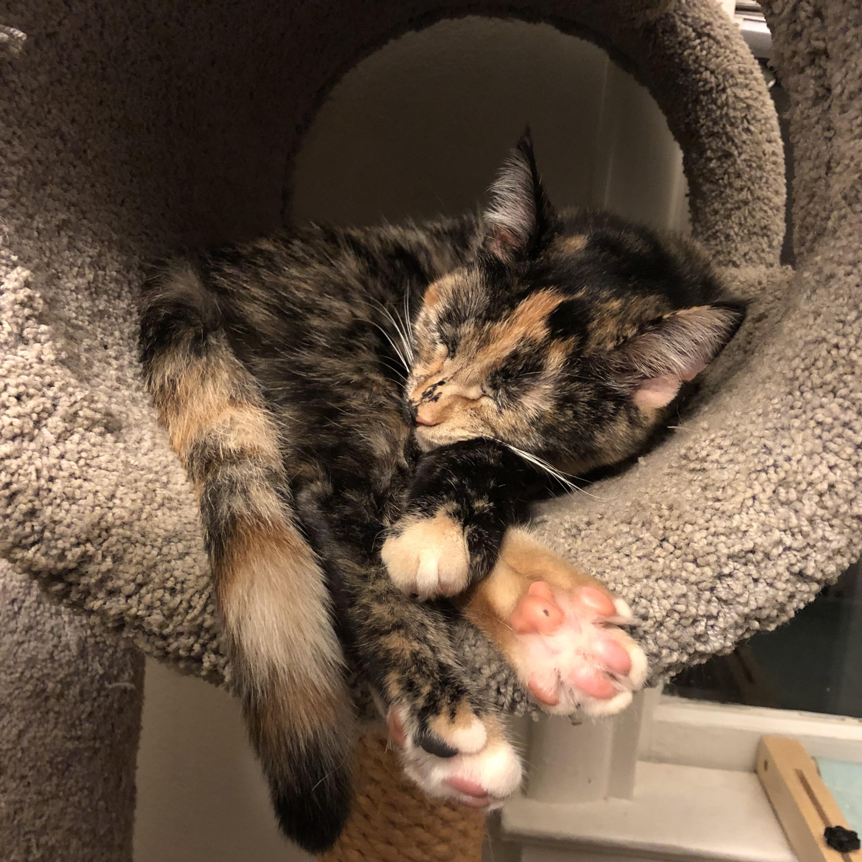 Enlarge Munchkin "Munchie", a Adoptable American Shorthair in South San Francisco, CA image 5/6