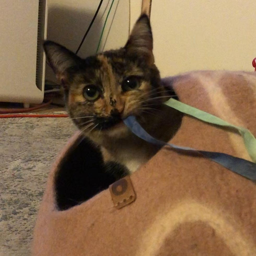 Enlarge Munchkin "Munchie", a Adoptable American Shorthair in South San Francisco, CA image 2/6