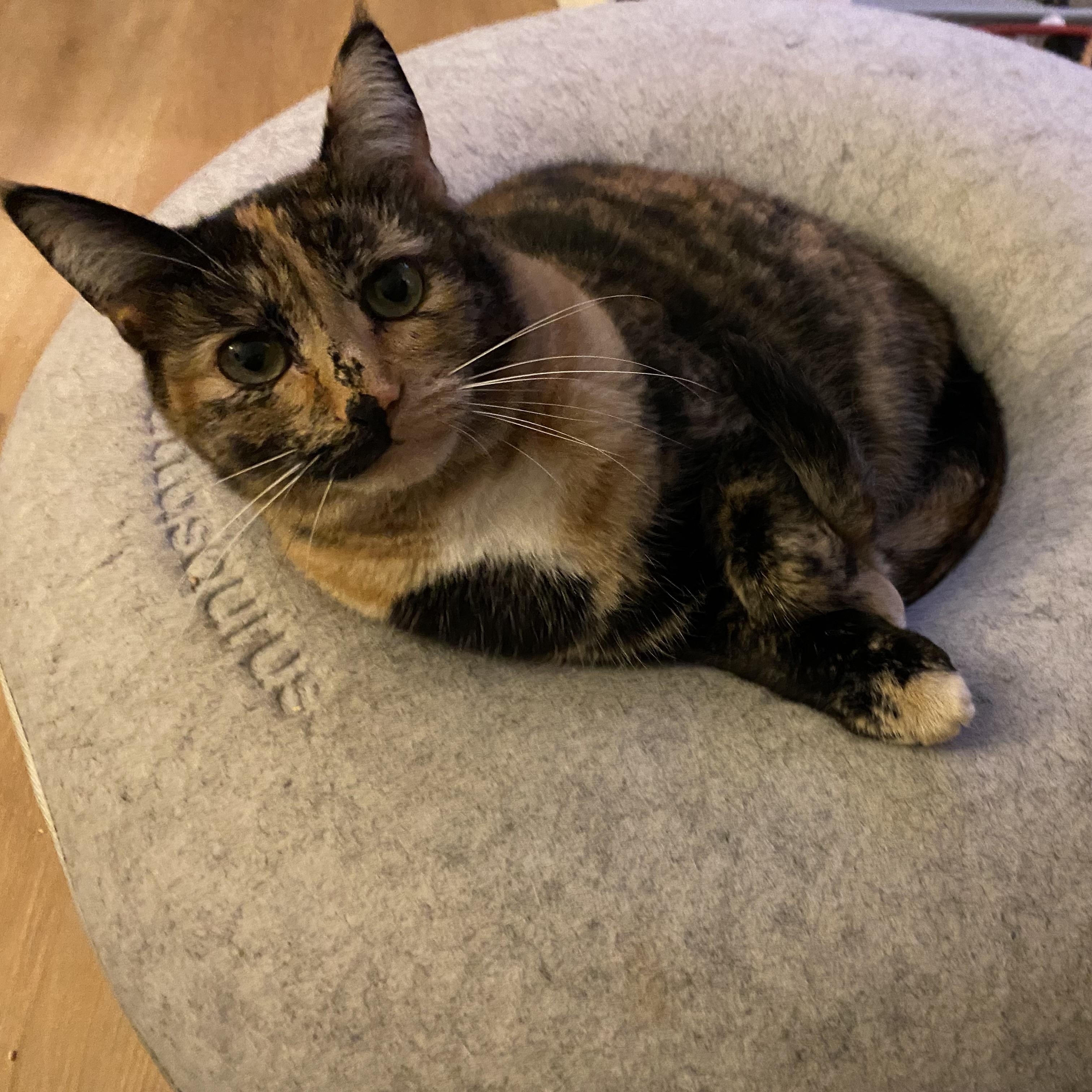 Munchkin "Munchie", a Adoptable American Shorthair in South San Francisco, CA image 5/6