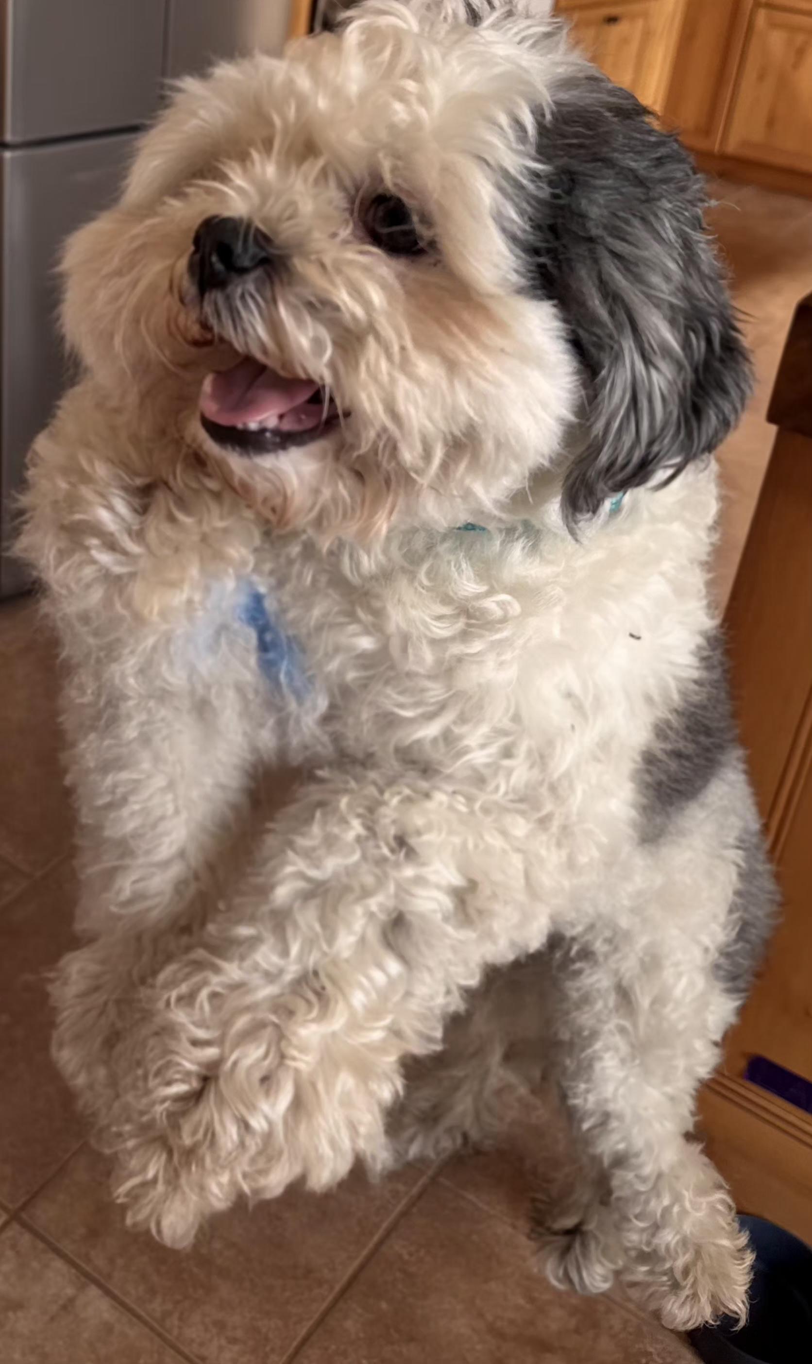 Bentley, a ADOPTABLE mixed breed in Merrill, WI image 3/6