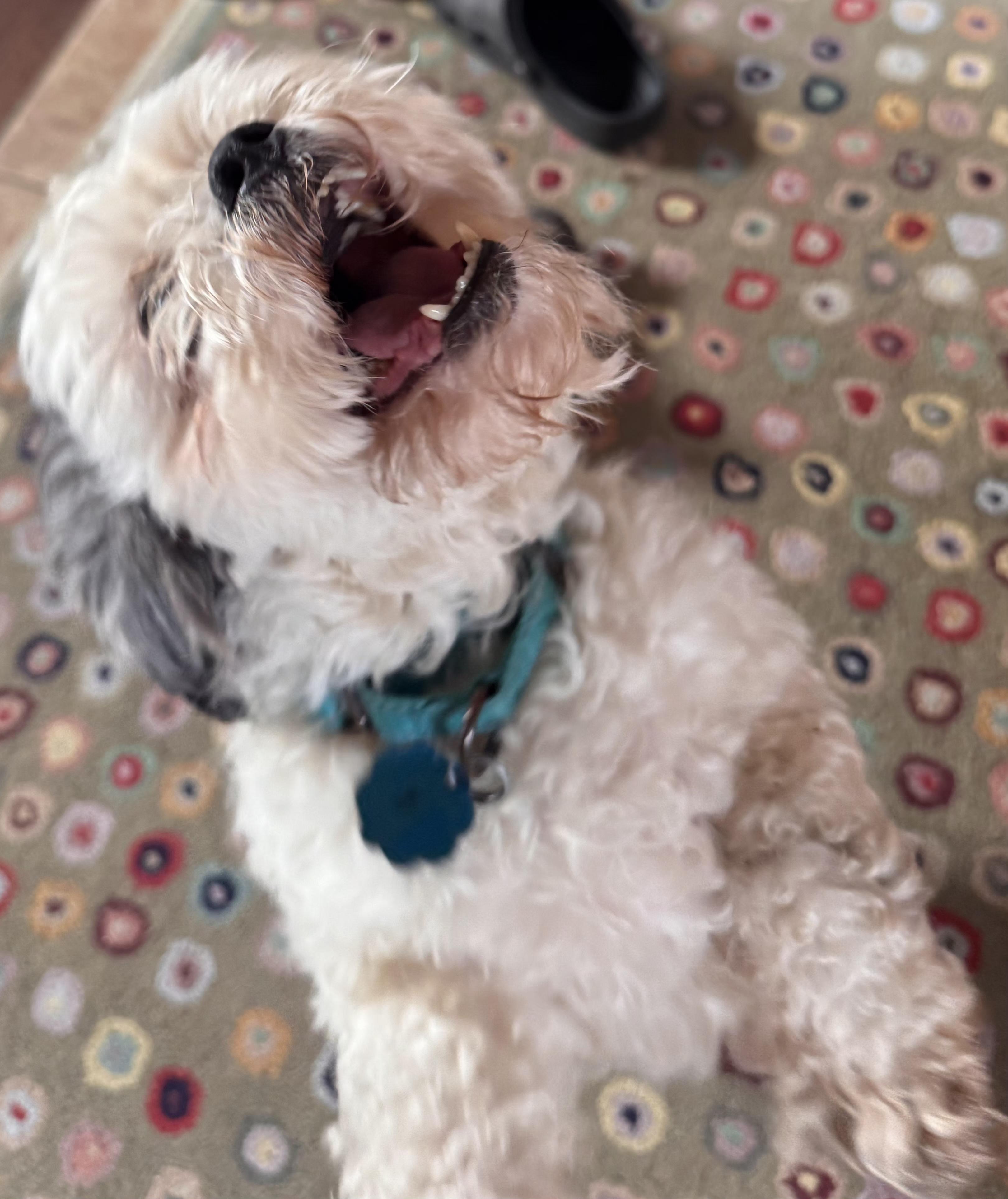 Bentley, a ADOPTABLE mixed breed in Merrill, WI image 2/6