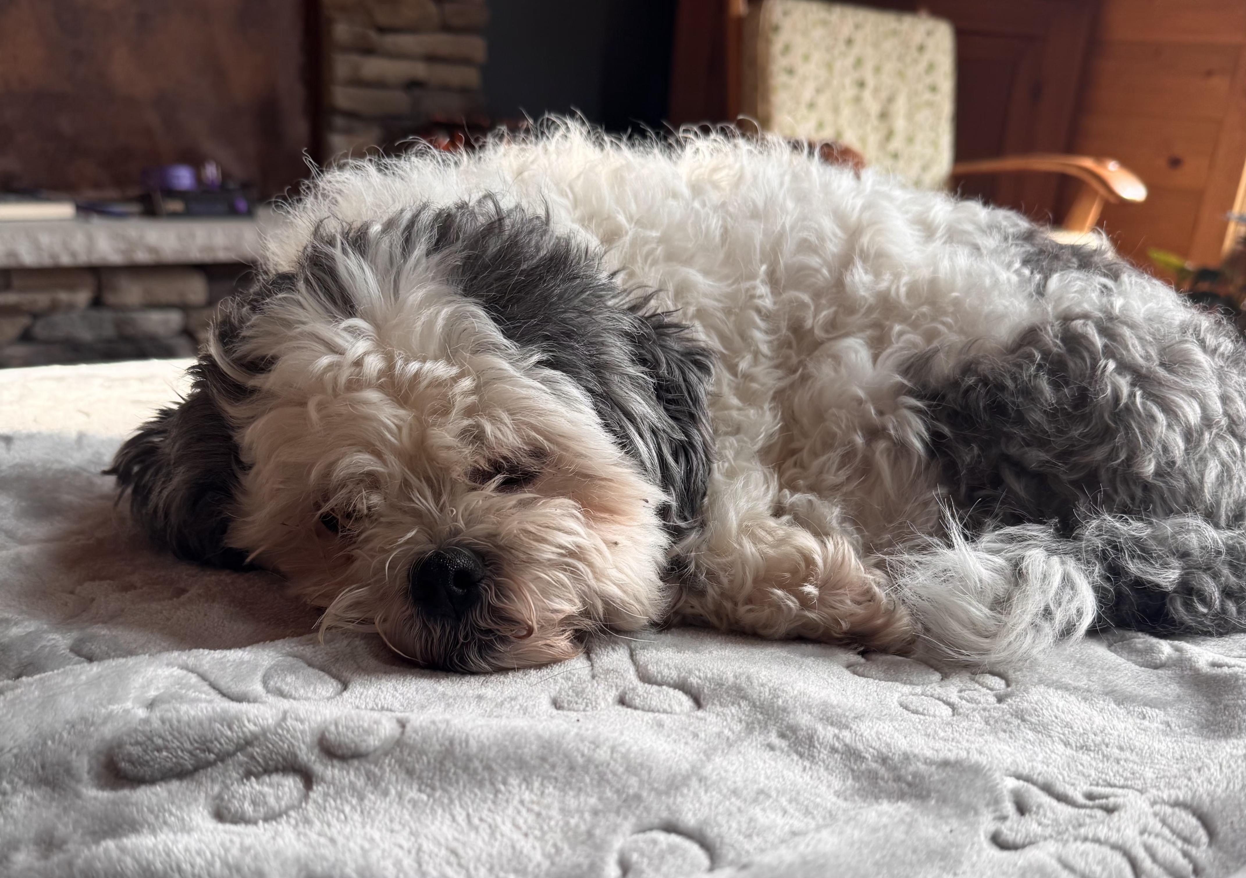 Bentley, a ADOPTABLE mixed breed in Merrill, WI image 6/6