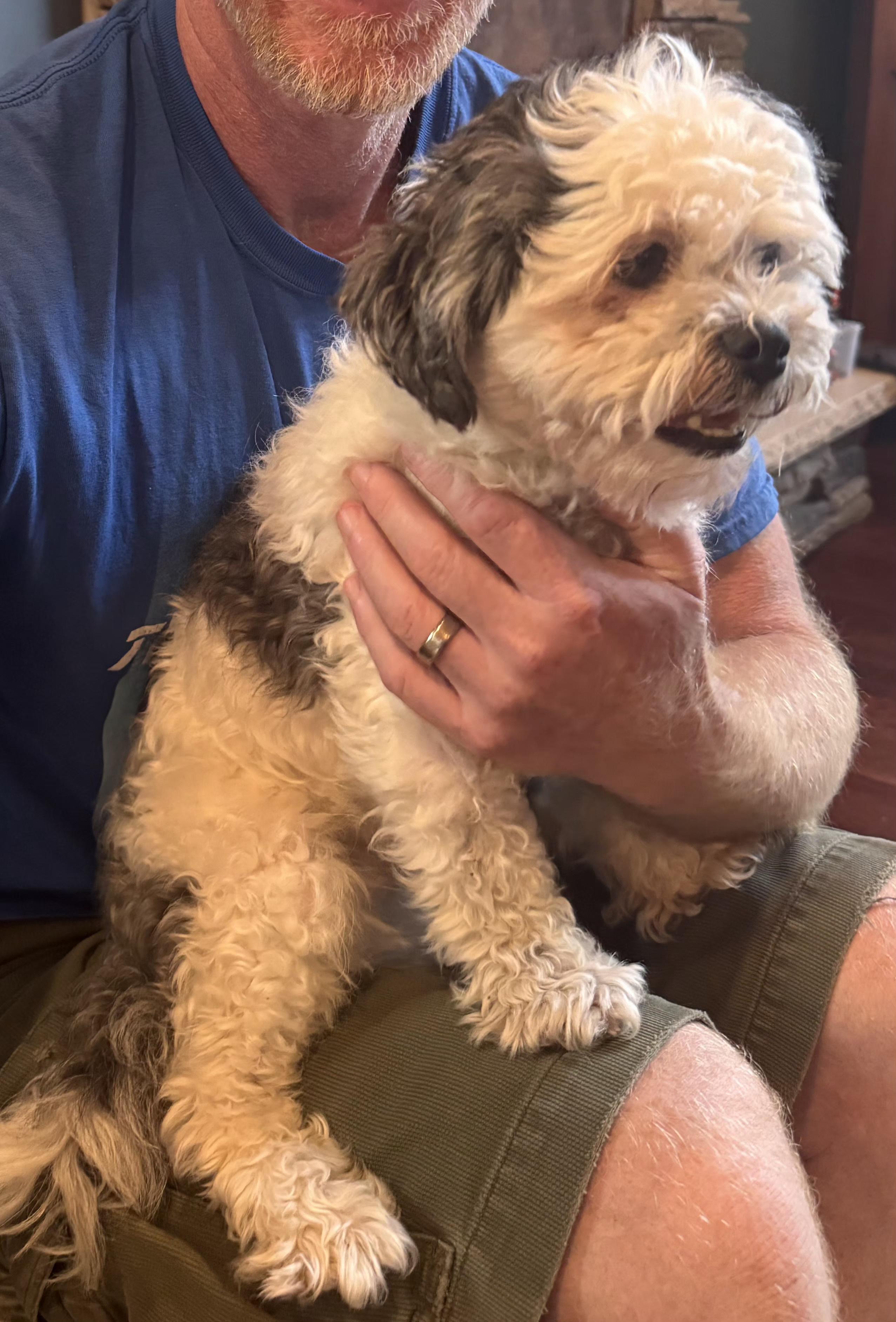 Bentley, a ADOPTABLE mixed breed in Merrill, WI image 5/6