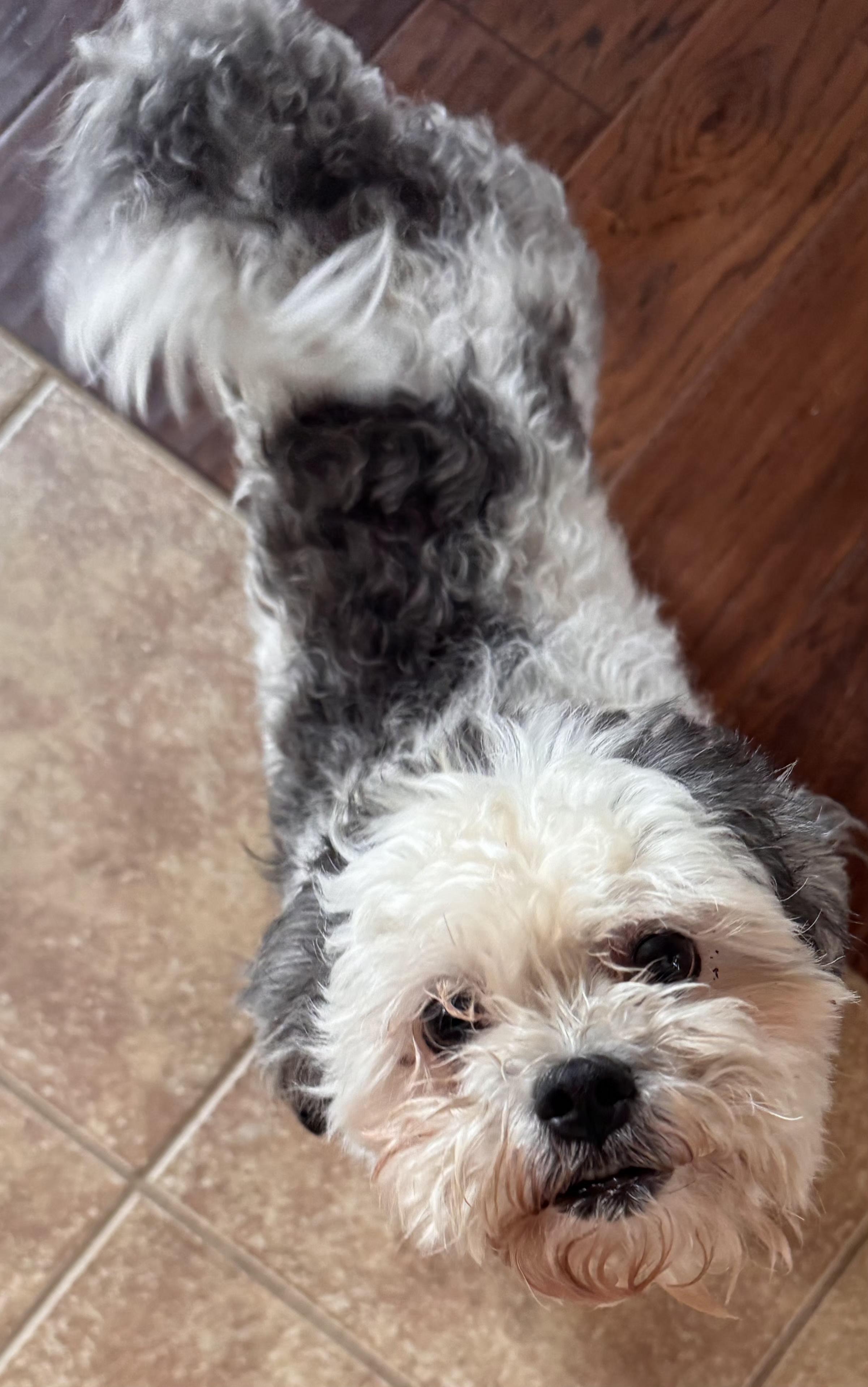 Bentley, a ADOPTABLE mixed breed in Merrill, WI image 1/6