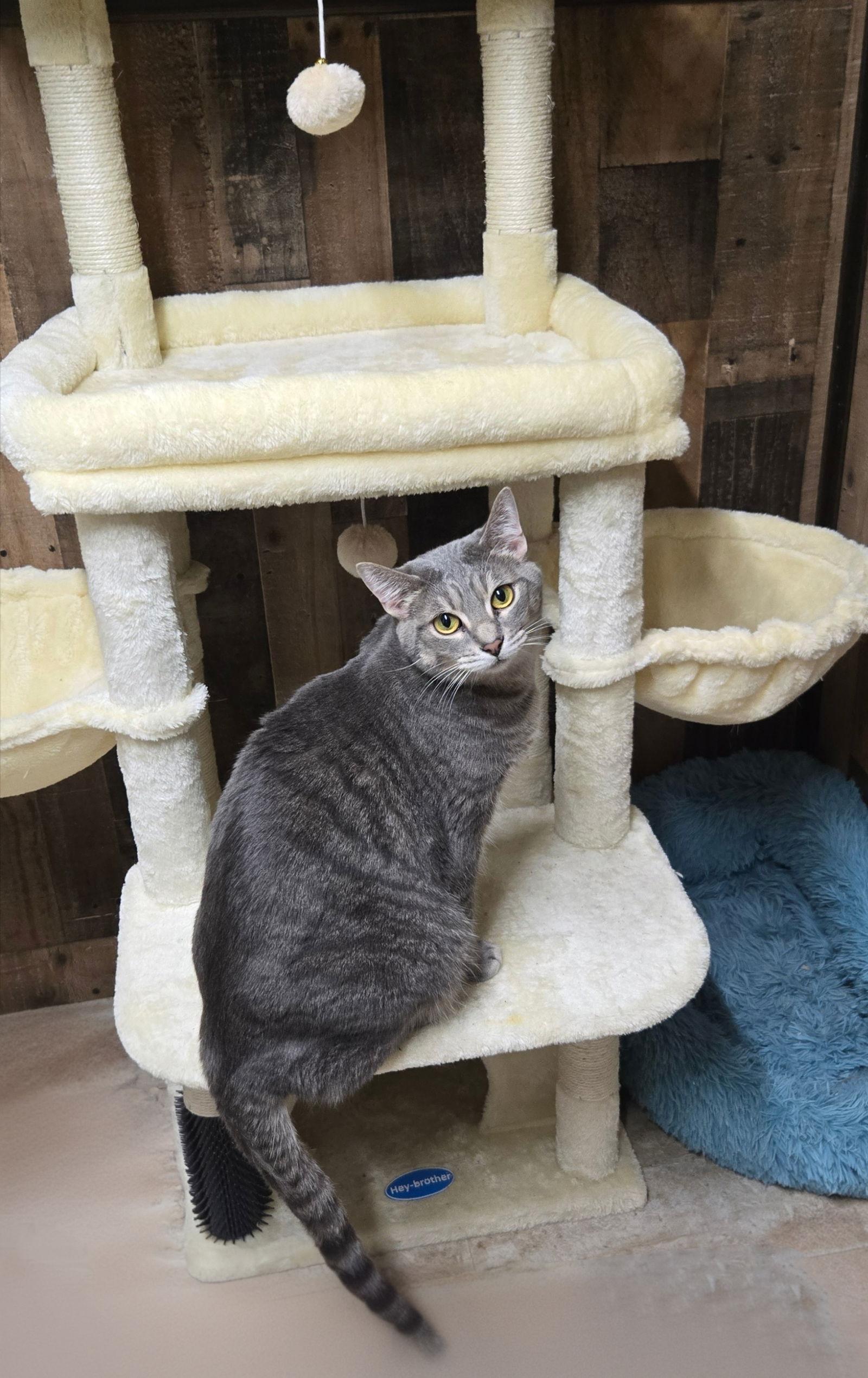 C. CANE, Adoptable, Adult Male Tabby & Domestic Short Hair.