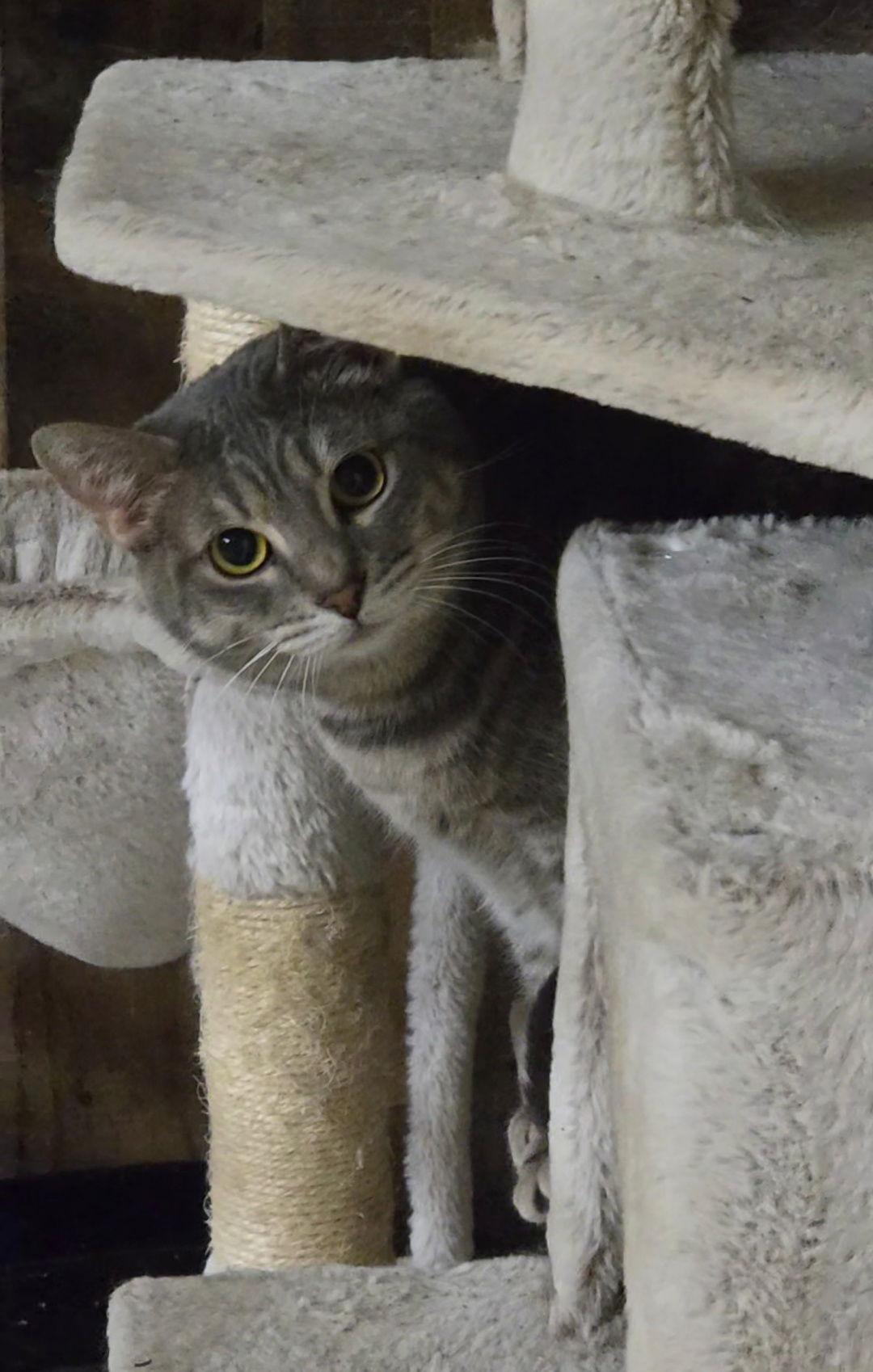 C. CANE, Adoptable, Adult Male Tabby & Domestic Short Hair.