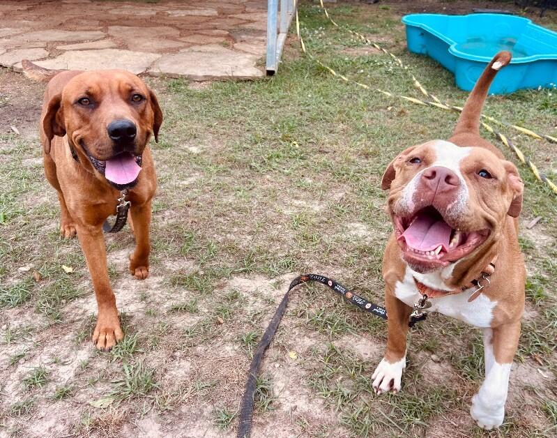 Enlarge Brooklyn Baby the Sweetest Girl Born to be a family dog, a Adoptable mixed breed in Friendswood, TX image 1/2