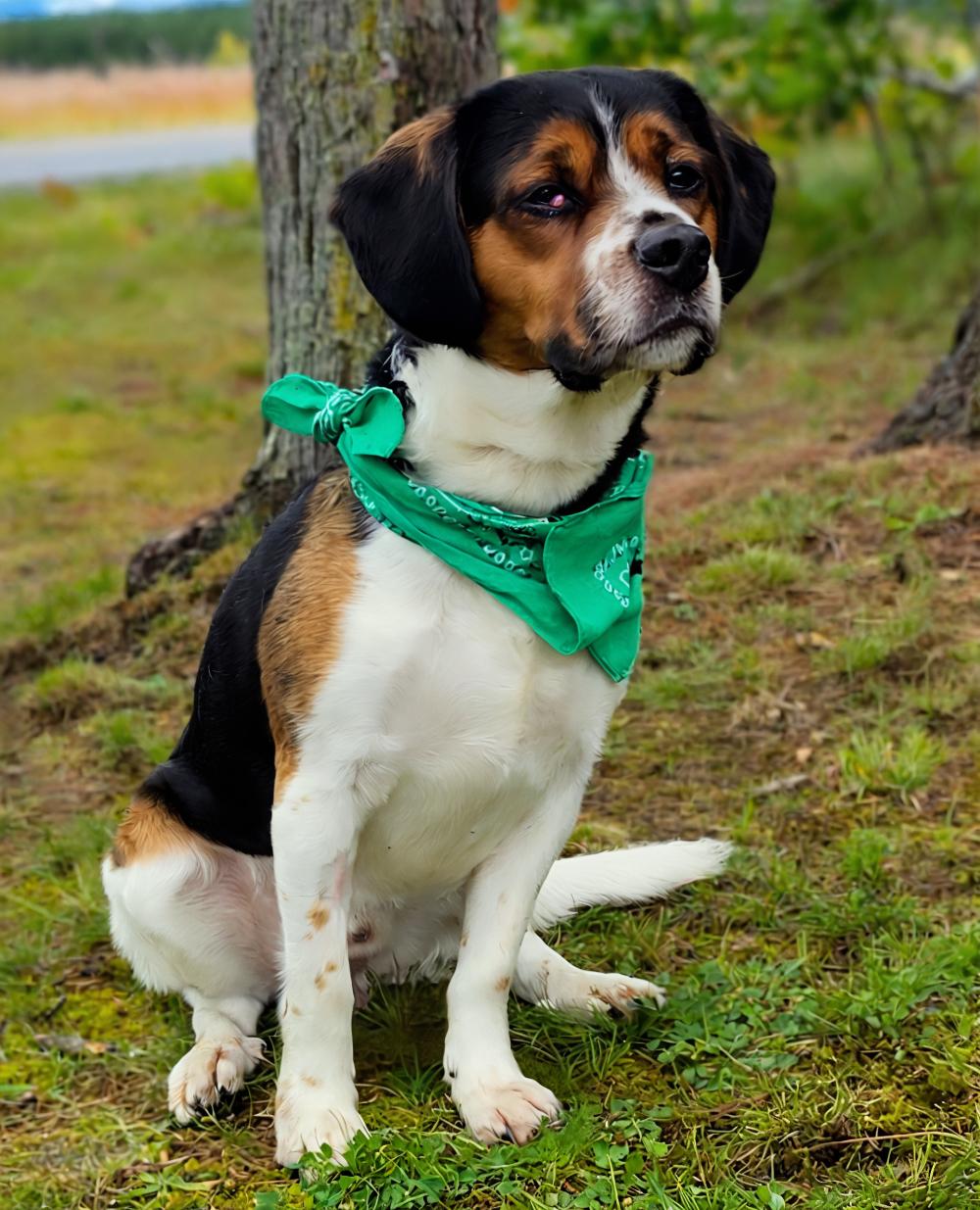 Buddy, an adoptable Beagle, Terrier in Cheboygan, MI, 49721 | Photo Image 2