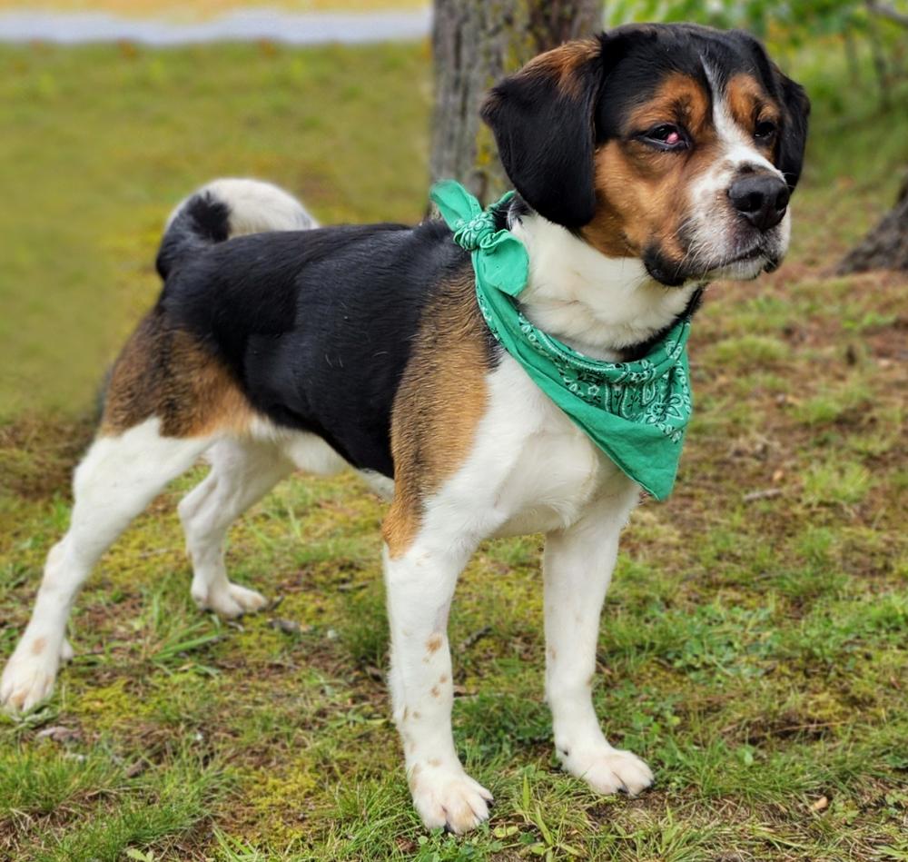 Buddy, an adoptable Beagle, Terrier in Cheboygan, MI, 49721 | Photo Image 1
