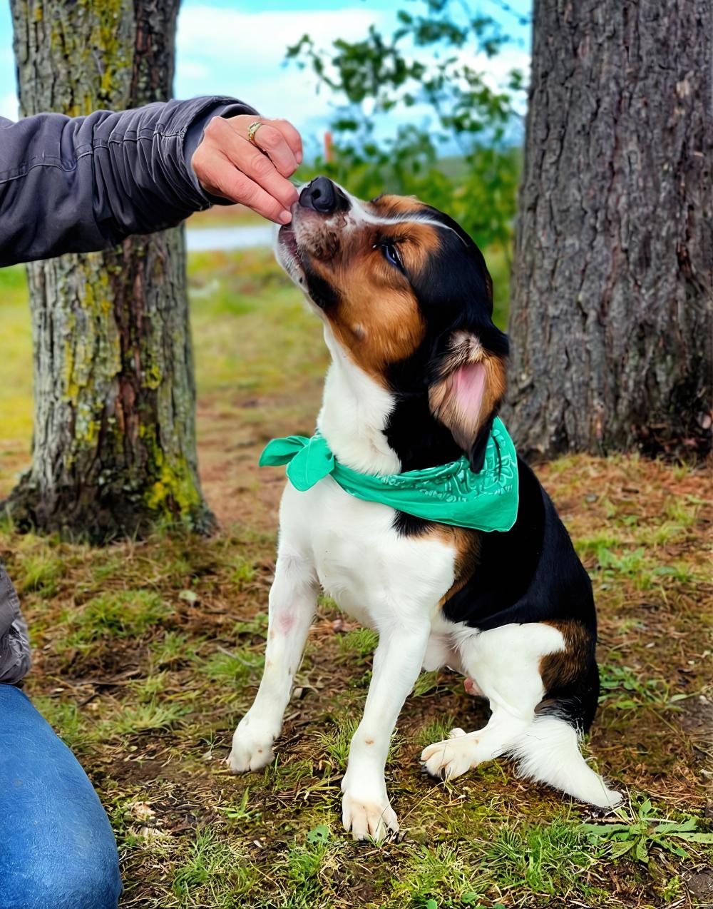 Buddy, an adoptable Beagle, Terrier in Cheboygan, MI, 49721 | Photo Image 5